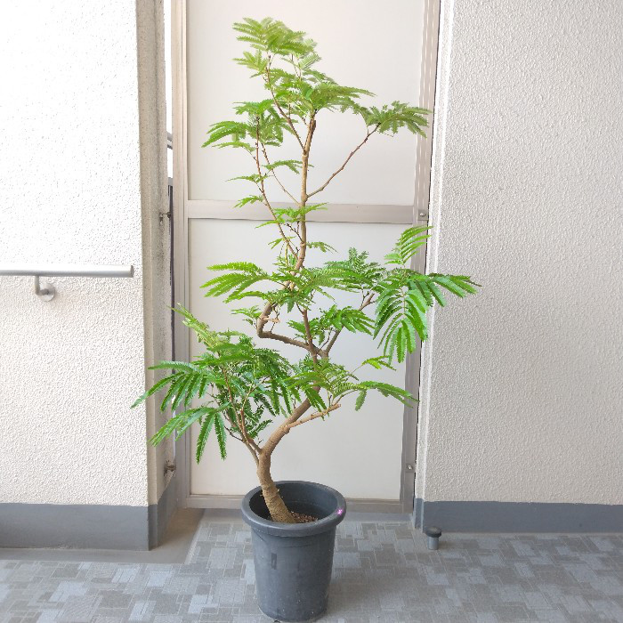 【現品】エバーフレッシュ曲がり 大型観葉植物 高さ135◎ 花・実 樹