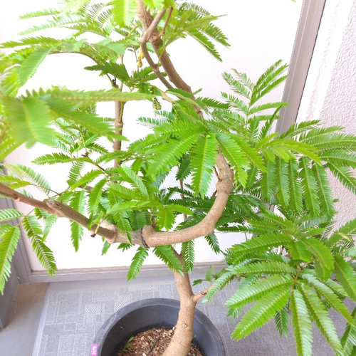 エバーフレッシュ　美品　曲がり　ボリューム大　新芽続々　高さ約90cm(現物) e2303a042e5bd6f7e366989ee56d31