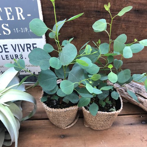 初回限定お試し価格】 【kame】ウエストリンギア ユーカリポポラス 2本