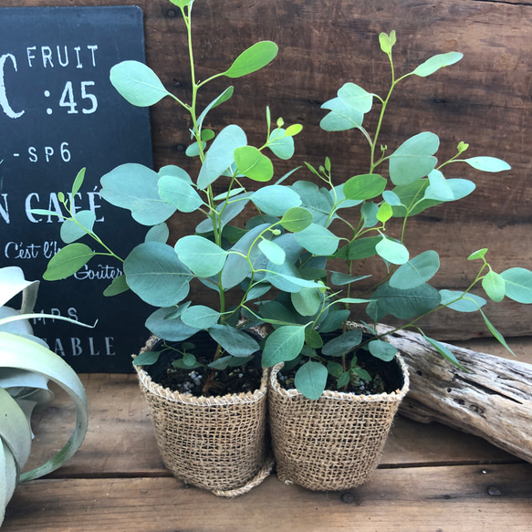 ポポラス２個セット♡ユーカリ♡ガーデニング♡観葉植物 8枚目の画像