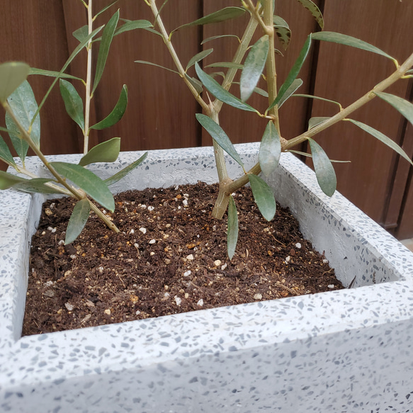 スタイリッシュ！オリーブの木　エルグレコ　コンクリートスクエア型鉢植え　観葉植物　シンボルツリー　苗 3枚目の画像