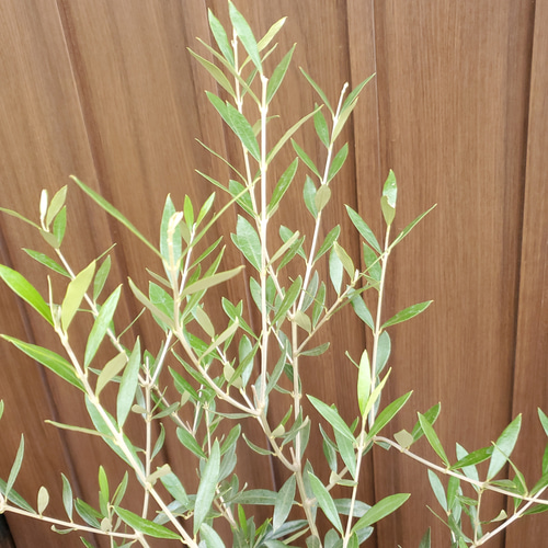 スタイリッシュ！オリーブの木 エルグレコ コンクリートスクエア