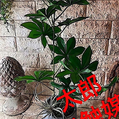 光触媒　人工観葉植物　ウォールグリーン　フェイク　フラワー　バオバブの苗