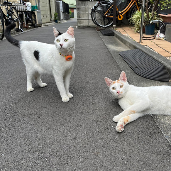 ピンポイントで見つかる！ 迷子になっても安心 エアタグ専用首輪 AirTag 首輪 エアタグ 名札 迷子 猫 犬 充電不 10枚目の画像