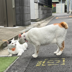 ピンポイントで見つかる！ 迷子になっても安心 エアタグ専用首輪 AirTag 首輪 エアタグ 名札 迷子 猫 犬 充電不 13枚目の画像