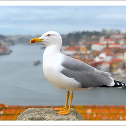 Porto（ポルト）の鳥と街｜ポルトガルの風景ポストカード 1枚目の画像