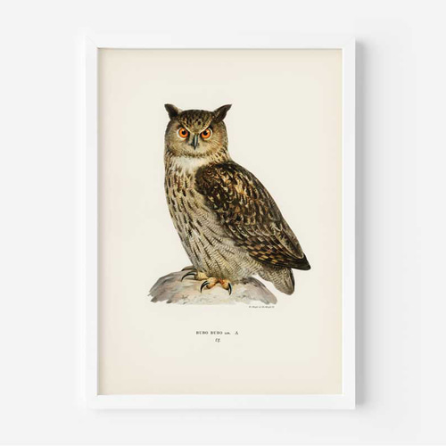 ヴィンテージポスター、ミミズク、北欧鳥類図鑑イラスト、シンプルな中