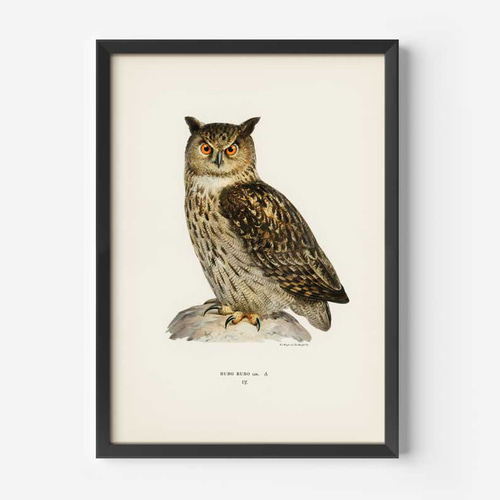 ヴィンテージポスター、ミミズク、北欧鳥類図鑑イラスト、シンプルな中