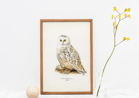 ヴィンテージポスター、フクロウ、北欧鳥類図鑑イラスト、シンプルな中