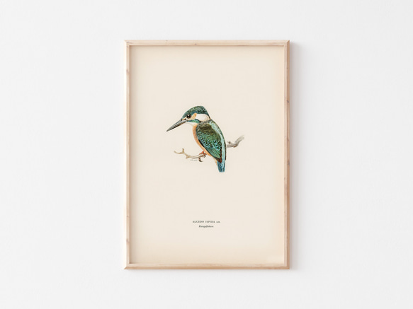 ヴィンテージポスター、カワセミ、北欧鳥類図鑑イラスト、シンプルな中