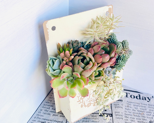 そのまま飾れる】多肉植物 寄せ植え ..＊ 43 ＊.. 多肉植物 Dia Lily