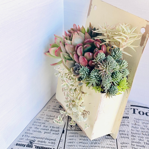 ❤️専用❤️多肉植物❤️そのまま飾れる寄せ植え❤️6点おまとめ♥ オーダー承ります 多肉植物寄せ植え そのまま飾れる ブーケ寄せ