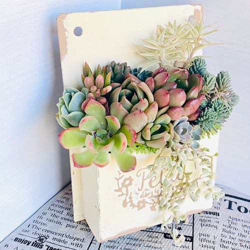 そのまま飾れる】多肉植物 寄せ植え ..＊ 43 ＊.. 多肉植物 Dia Lily