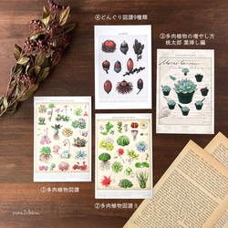 多肉植物の増やし方　桃太郎 葉挿し編 ポストカード 3枚目の画像