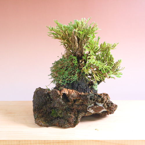 【天然石・石鉢・盆石・水鉢・コケ鉢】石付石岩松岩ヒバ寄せ植え鉢庭石オブジェ置物 天然石・石鉢・盆石・水鉢・コケ鉢】石付石岩松岩ヒバ寄せ植え鉢庭石