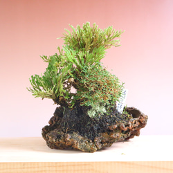 水岩石-1 盆栽石付　山野草石付 水岩石-1 盆栽石付 山野草石付 水岩石-1 盆栽石付 山野草石付