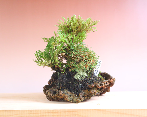 f4d94dbd074b1b1fd5f04ff7e38c01