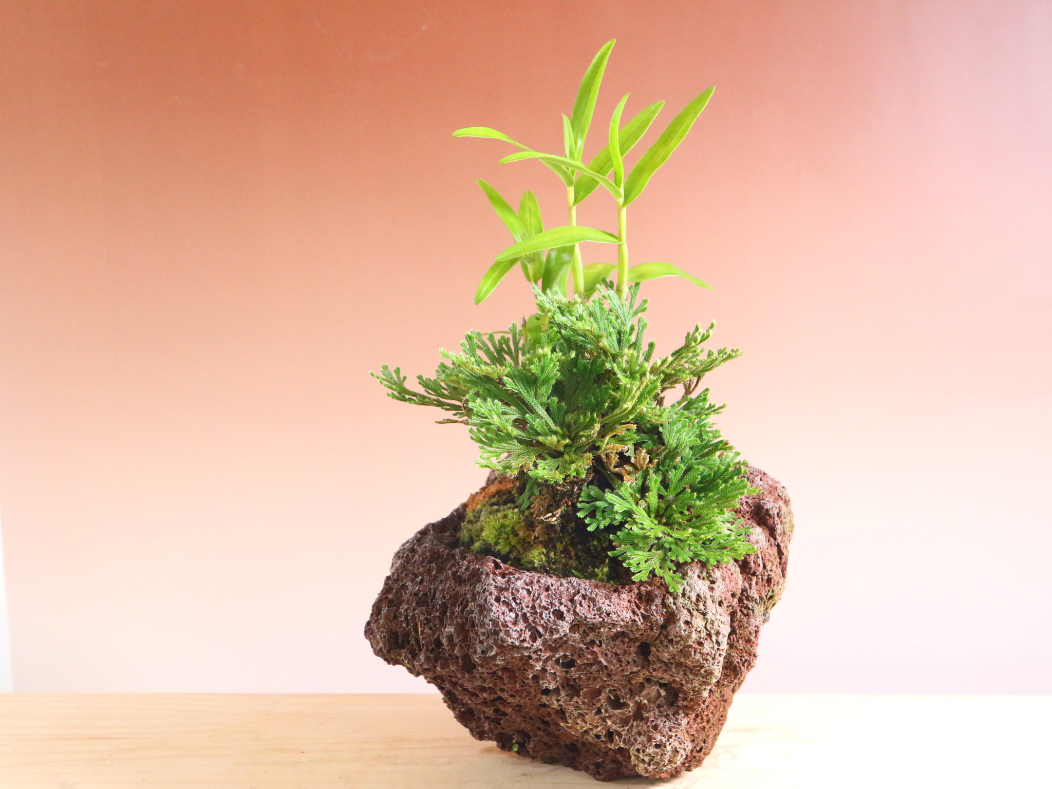 イワヒバ石付け イワヒバの石付持ち込み5年位，石巾30「苔玉盆栽＆盆栽」の