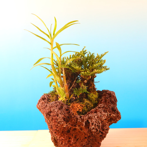 【希少】イチョウラン付岩ヒバ　イワヒバ　楕円形鉢付 ☆ENGEI ichioki☆岩檜葉・イワヒバ「金龍」陶器鉢◇細葉品種の