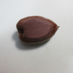 サキシマスオウの木の実のペーパーウェイト 4枚目の画像