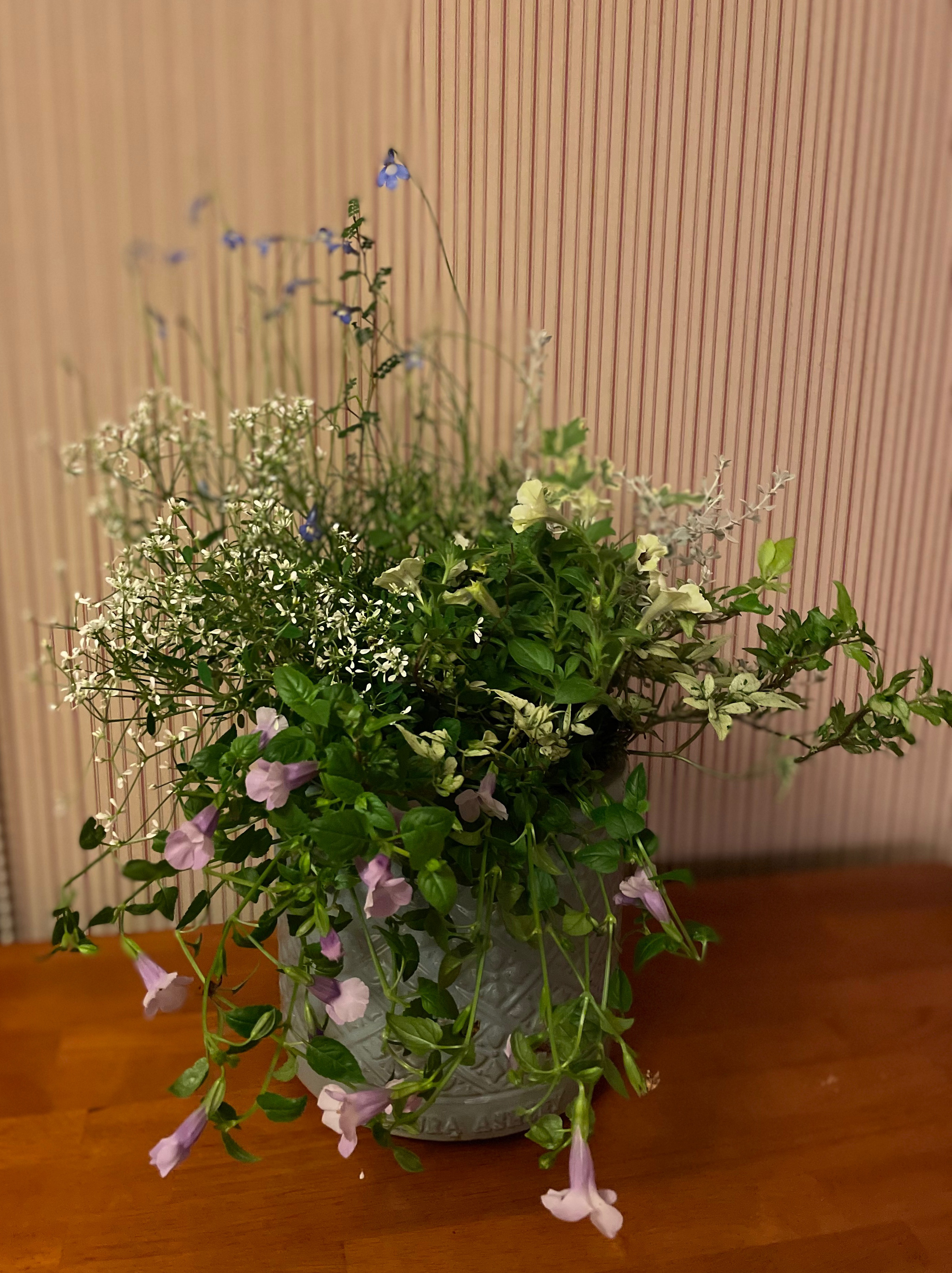 寄せ植え＊ロベリアとアンティークグリーンを爽やかに その他素材 Comu