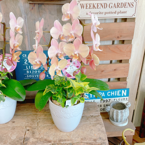 一株限定❣️胡蝶蘭とアイビーの鉢植え 二本立ち 陶器鉢付き