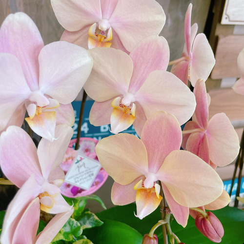 一株限定❣️胡蝶蘭とアイビーの鉢植え 二本立ち　陶器鉢付き　プレゼント 一株限定❣️胡蝶蘭とアイビーの鉢植え 二本立ち 陶器鉢付き