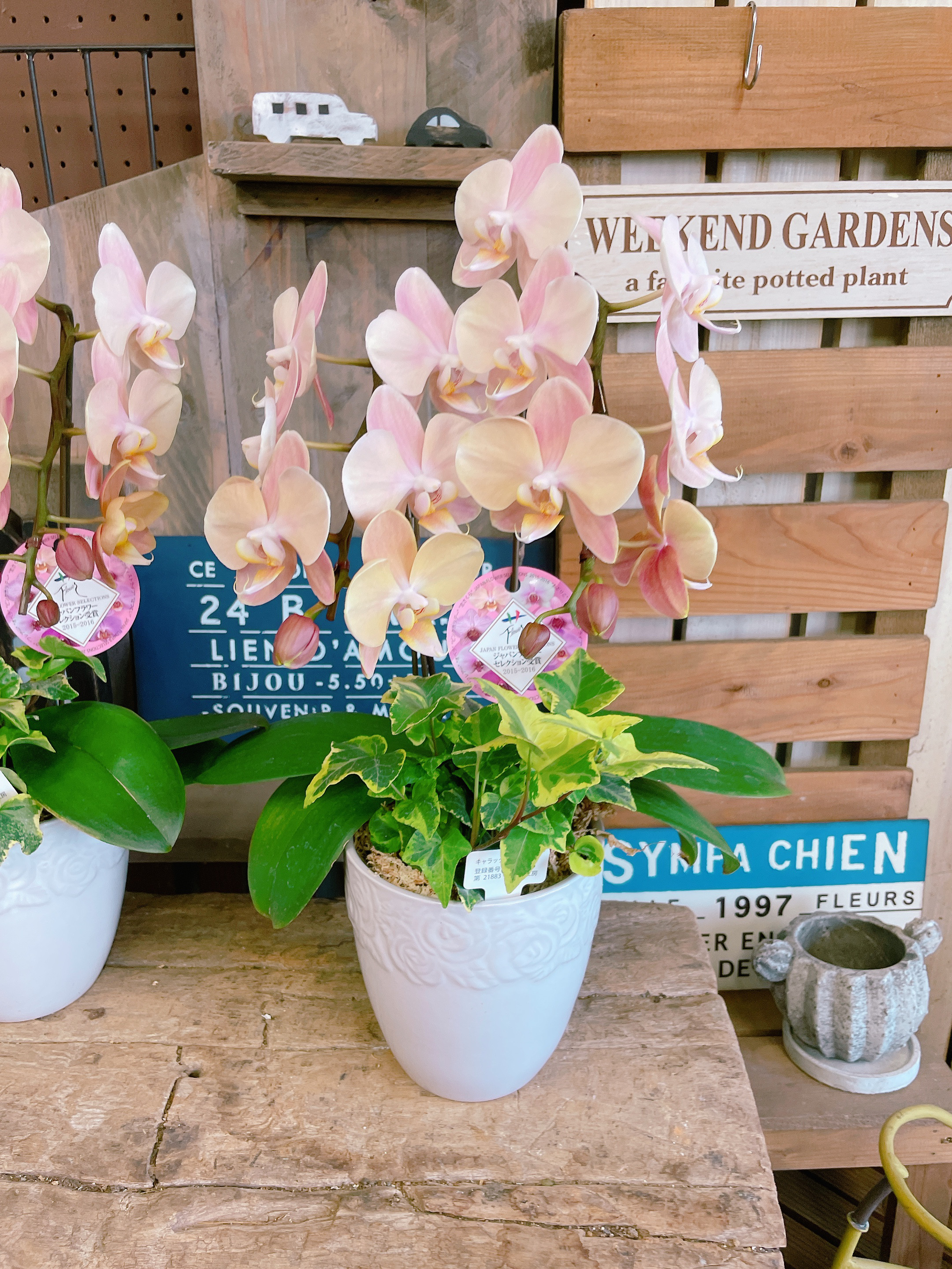 一株限定❣️胡蝶蘭とアイビーの鉢植え 二本立ち 陶器鉢付き