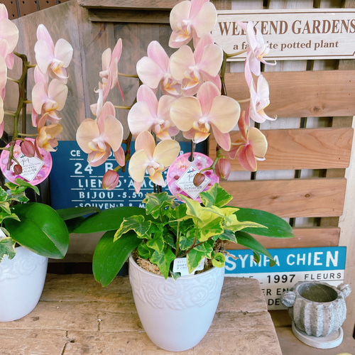 一株限定❣️胡蝶蘭とアイビーの鉢植え 二本立ち　陶器鉢付き　プレゼント 一株限定❣️胡蝶蘭とアイビーの鉢植え 二本立ち 陶器鉢付き
