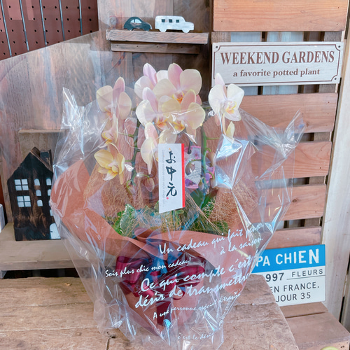 再入荷！素敵なラン♡【オシャレなお色の胡蝶蘭アイビー入り】陶器鉢