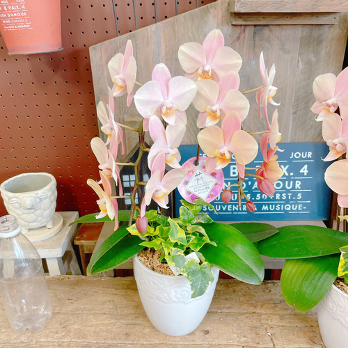 再入荷！素敵なラン♡【オシャレなお色の胡蝶蘭アイビー入り