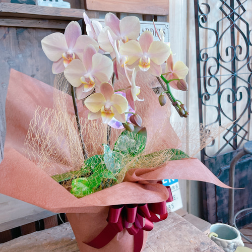 再入荷！素敵なラン♡【オシャレなお色の胡蝶蘭アイビー入り】陶器鉢