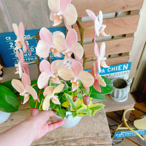 一株限定❣️胡蝶蘭とアイビーの鉢植え 二本立ち　陶器鉢付き　プレゼント 一株限定❣️胡蝶蘭とアイビーの鉢植え 二本立ち 陶器鉢付き