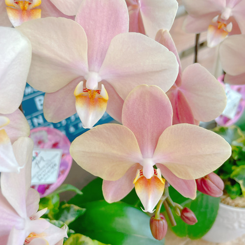 再入荷！素敵なラン♡【オシャレなお色の胡蝶蘭アイビー入り