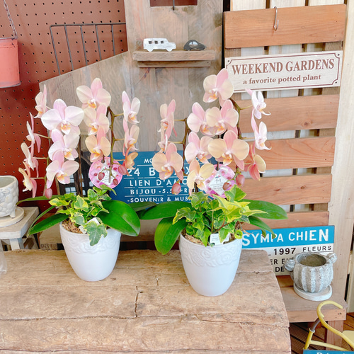 再入荷！素敵なラン♡【オシャレなお色の胡蝶蘭アイビー入り