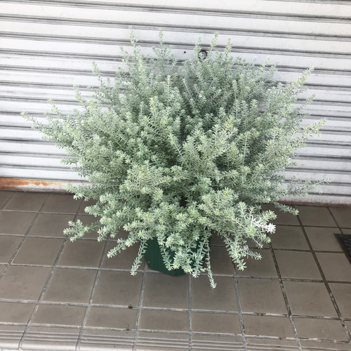 現品お届け♡ 斑入り 超大株 ウエストリンギア スモーキーホワイト 10