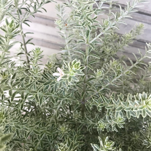 現品お届け♡ 斑入り 超大株 ウエストリンギア スモーキーホワイト 10