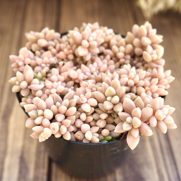 つぶつぶ❣️プチプチ可愛い姫秀麗❣️リメ鉢付き 多肉 ピンク 目指せ