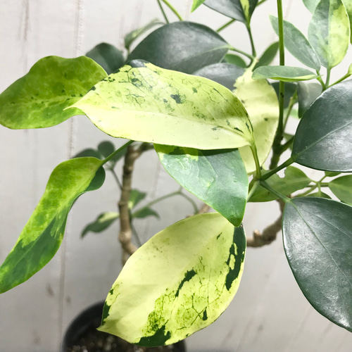斑入り♡ 珍種♡ ナチュラル樹形♪ シェフレラ エリプティカ その他