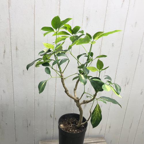 斑入り♡ 珍種♡ ナチュラル樹形♪ シェフレラ エリプティカ