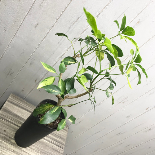 斑入り♡ 珍種♡ ナチュラル樹形♪ シェフレラ エリプティカ