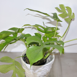大人気  ヒメモンステラ 観葉植物 ギフト インドアグリーン サトイモ科 4枚目の画像
