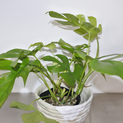大人気  ヒメモンステラ 観葉植物 ギフト インドアグリーン サトイモ科 5枚目の画像