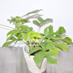大人気  ヒメモンステラ 観葉植物 ギフト インドアグリーン サトイモ科 2枚目の画像