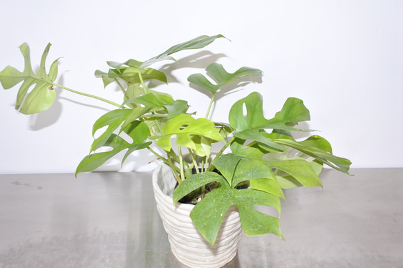 大人気  ヒメモンステラ 観葉植物 ギフト インドアグリーン サトイモ科 2枚目の画像