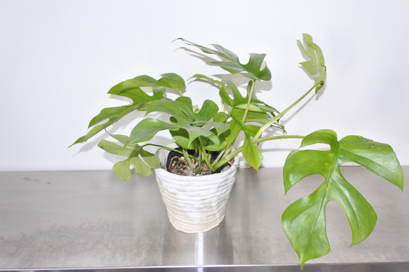 大人気  ヒメモンステラ 観葉植物 ギフト インドアグリーン サトイモ科 3枚目の画像