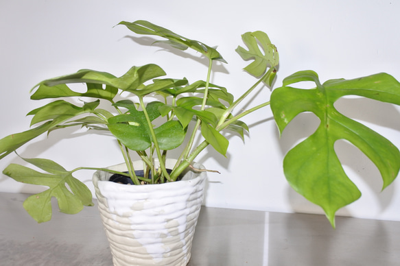 大人気  ヒメモンステラ 観葉植物 ギフト インドアグリーン サトイモ科 6枚目の画像