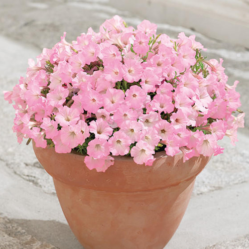 ペチュニア☆ももいろハート＆キューティハニーの寄せ植え☆サントリー