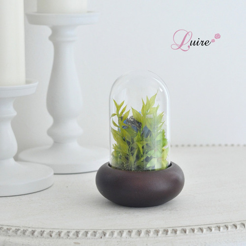 上品むらさき登場】 輪菊の美しい ガラスドーム付き／プリザーブド