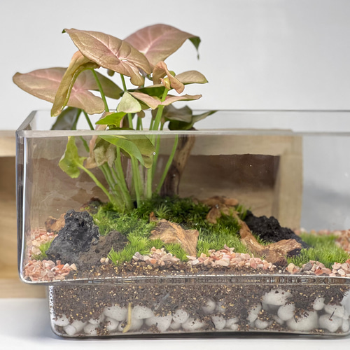 苔テラリウム【秋色/シンゴニウムネオン】 テラリウム 6F MOSS WORK